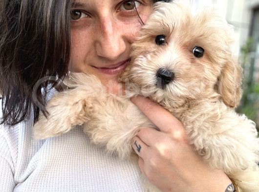 Maltipoo Bebekler görsel