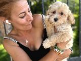 Maltipoo Bebekler