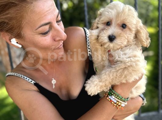 Maltipoo Bebekler