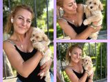 Maltipoo Bebekler