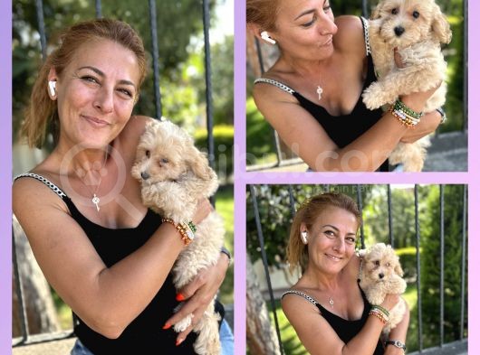 Maltipoo Bebekler görsel