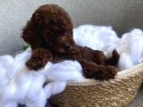 Darkbrown Kahve Rengi Orjinal Toypoodle