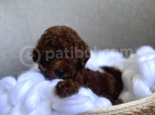Darkbrown Kahve Rengi Orjinal Toypoodle