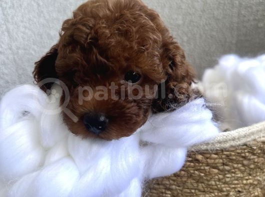 Darkbrown Kahve Rengi Orjinal Toypoodle görsel