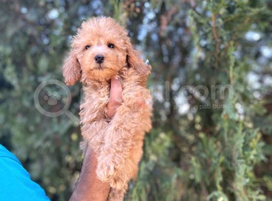 Poodle Bebeklerim görsel