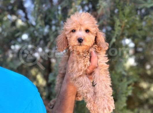 Poodle Bebeklerim görsel