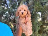 Poodle Bebeklerim