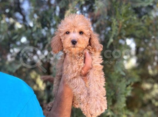 Poodle Bebeklerim görsel