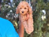 Poodle Bebeklerim