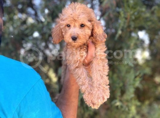 Poodle Bebeklerim görsel