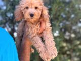 Poodle Bebeklerim