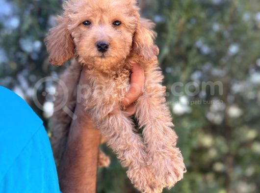 Poodle Bebeklerim görsel