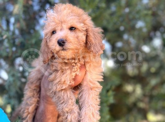 Poodle Bebeklerim