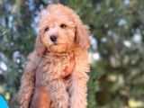 Toy Poodle Kızım