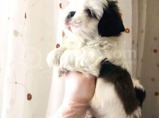 Pufidik Shıhtzu Kuzucuklar