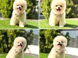 Safkan Pomeranian Boo Yavrularımız
