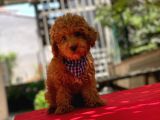 Red Brown Poodle Yavrular