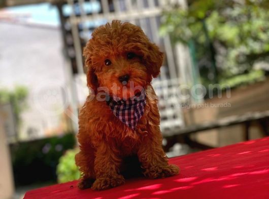 Red Brown Poodle Yavrular görsel