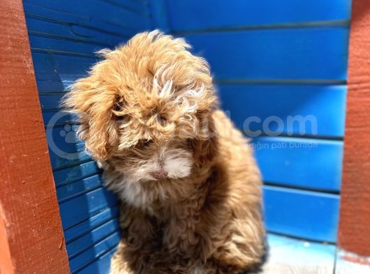 Pati̇li̇vosvostan Maltipoo görsel