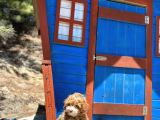 Pati̇li̇vosvostan Maltipoo