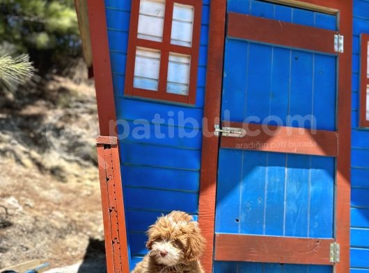 Pati̇li̇vosvostan Maltipoo görsel