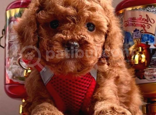 Red Brown A Kali̇te Toy Poodle Yavrularimiz görsel