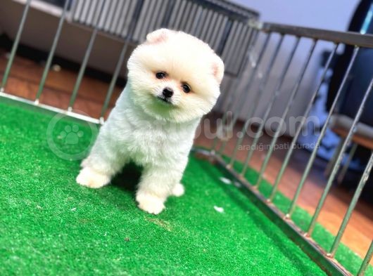 2 Aylık Erkek Pomeranian Boo