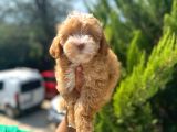 Pati̇li̇vosvostan Maltipoo
