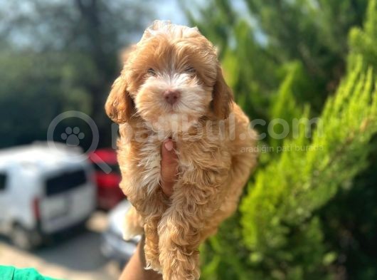 Pati̇li̇vosvostan Maltipoo görsel