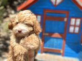 Pati̇li̇vosvostan Maltipoo