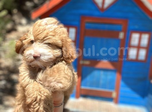 Pati̇li̇vosvostan Maltipoo görsel