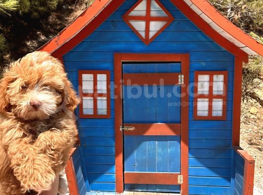 Pati̇li̇vosvostan Maltipoo