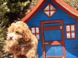 Pati̇li̇vosvostan Maltipoo