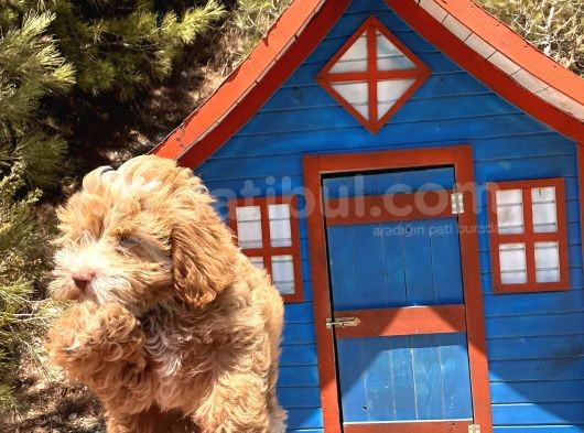 Pati̇li̇vosvostan Maltipoo görsel