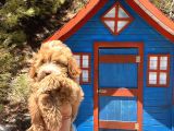 Pati̇li̇vosvostan Maltipoo