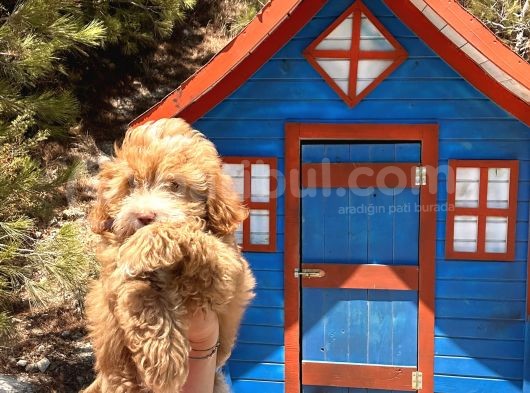 Pati̇li̇vosvostan Maltipoo görsel