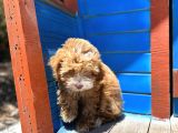 Pati̇li̇vosvostan Maltipoo