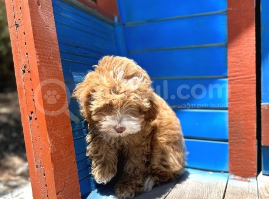 Pati̇li̇vosvostan Maltipoo görsel