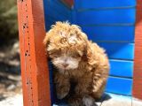 Pati̇li̇vosvostan Maltipoo