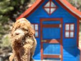 Pati̇li̇vosvostan Maltipoo