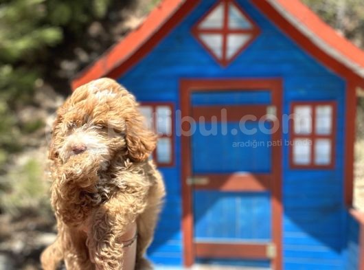 Pati̇li̇vosvostan Maltipoo görsel