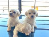 Maltipoo Bebeğimiz
