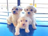 maltipoo bebeğimiz