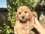 Yurtiçi Yurtdışı Gönderim Sağladığımız Toy Poodle Yavrular
