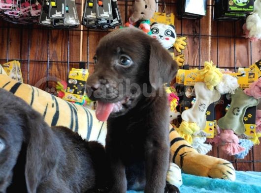 Chocolote Labrador Retri̇ever Irk Güzeli̇ görsel