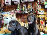 Chocolote Labrador Retri̇ever Irk Güzeli̇