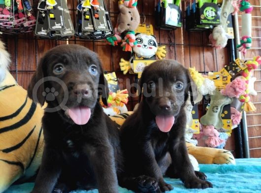 Chocolote Labrador Retri̇ever Irk Güzeli̇ görsel