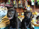 Chocolote Labrador Retri̇ever Irk Güzeli̇