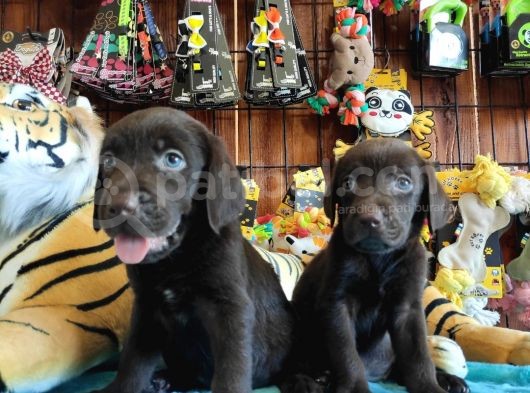 Chocolote Labrador Retri̇ever Irk Güzeli̇ görsel