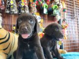 Chocolote Labrador Retri̇ever Irk Güzeli̇